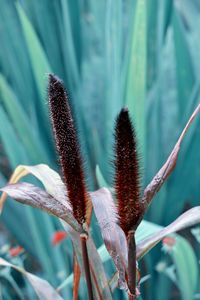 Close-up of blue flower