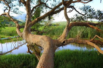 View of tree trunk against clear sky