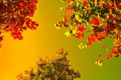 Low angle view of trees