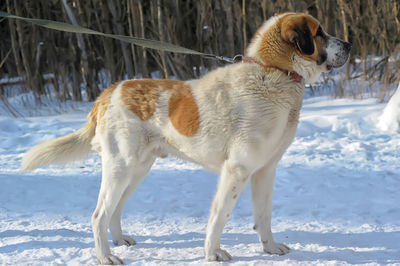 Full length of a dog standing on snow covered land