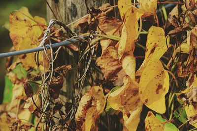 Close-up of leaves on ground