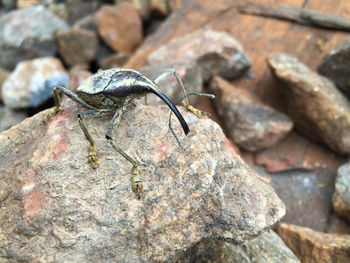 Close-up of insect perching on rock
