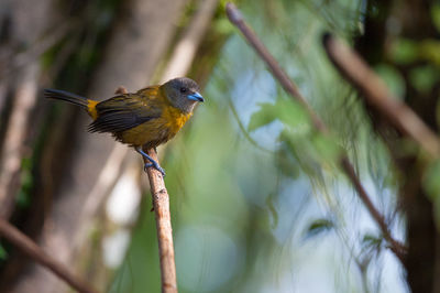 Close-up of bird perching on branch