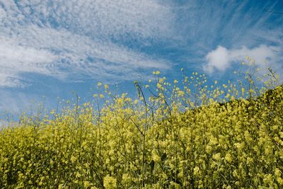 Yellow flowering plants on field against sky