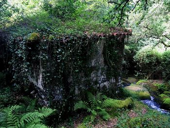 Trees growing in forest