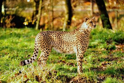 Giraffe in field