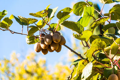 Low angle view of fruits growing on tree against sky