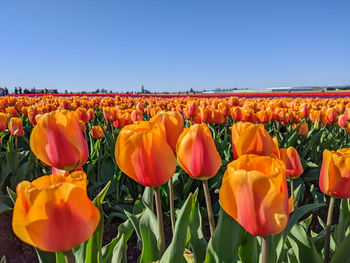 Close-up of tulips in field against clear sky