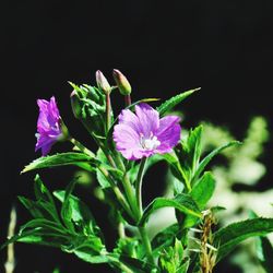 Close-up of pink flowering plant against black background