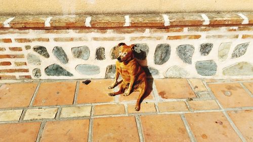 Dog standing against brick wall