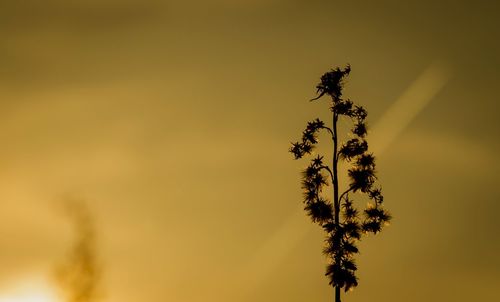 Close-up of insect on plant against sky at sunset