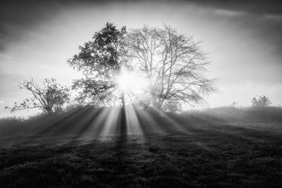 Sunlight streaming through tree on field against sky