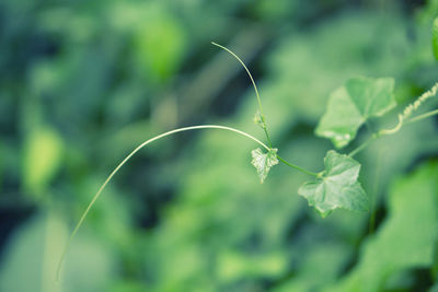 Close-up of plant