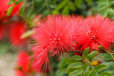 Close-up of red flower