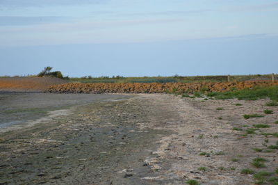 Scenic view of farm against sky