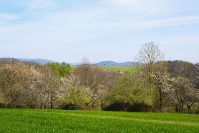 Scenic view of field against sky