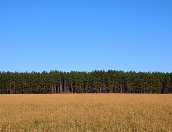 Scenic view of agricultural field against clear blue sky