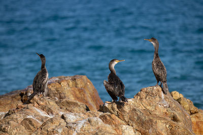 Birds perching on rock