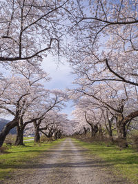 Road amidst trees against sky