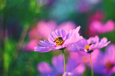 Close-up of bee on flower