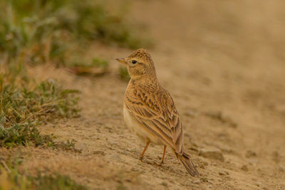 Bird perching on land