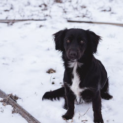 Portrait of black dog standing on snow
