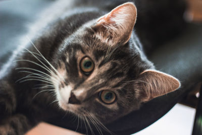 Close-up portrait of a cat