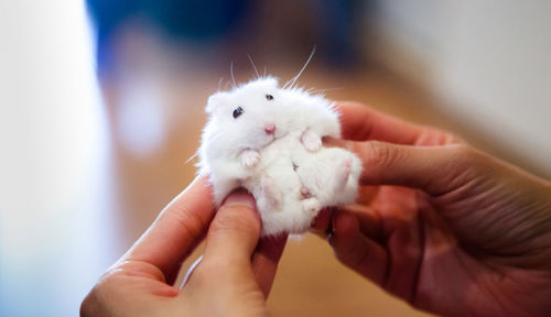 Close-up of hand holding white