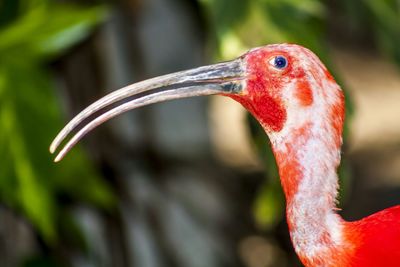 Close-up of bird