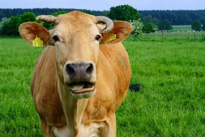 Close-up portrait of brown cow on grassy field0
