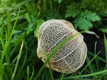 Close-up of mushroom growing on field