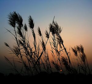 Plants against sky at sunset