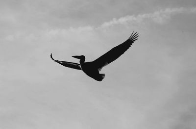 Low angle view of a bird flying