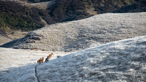 View of an animal on land
