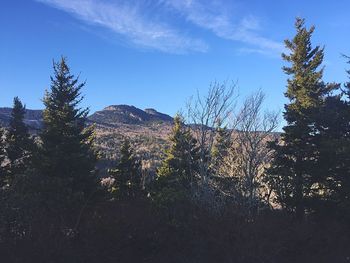 Plants growing on land against sky