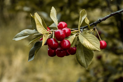 Close-up of red berries growing on plant