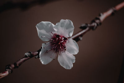 Close-up of cherry blossoms in spring