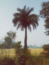 Coconut palm trees on field against sky