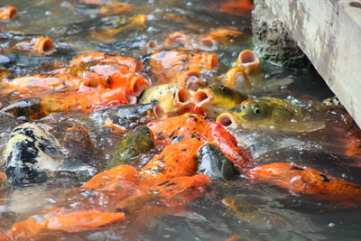 High angle view of koi carps swimming in water