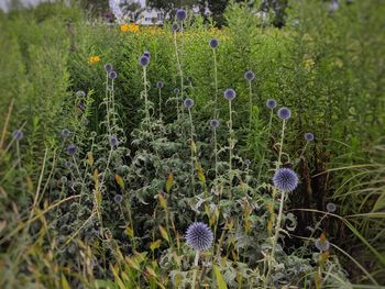 Close-up of purple flowering plants on field