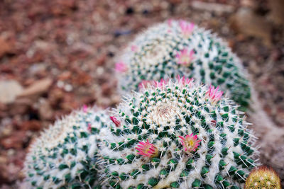Close-up of cactus plant