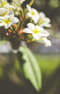 Close-up of white flowering plant