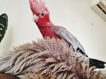 Close-up of birds perching