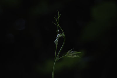 Close-up of flowering plant against black background