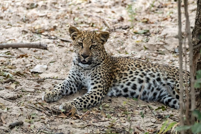Close-up of leopard cub