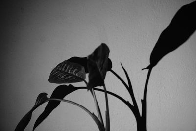 Close-up of bird perching on shadow