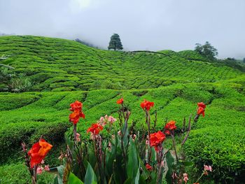 Scenic view of flowering plants on field against sky