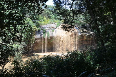 Scenic view of waterfall in forest