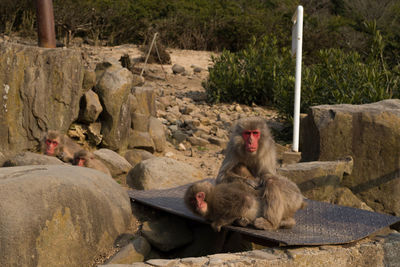 Japanese macaques on field