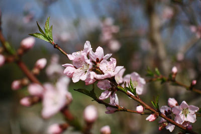 Close-up of pink cherry blossoms in spring